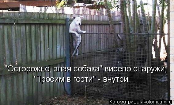 "Осторожно, злая собака" висело снаружи, "Просим в гости" - внутри.... Котоматрица: "Осторожно, злая собака" висело снаружи, "Просим в гости" - внутри.