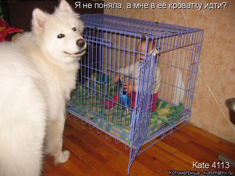 Котоматрица: Я не поняла, а мне в её кроватку идти? Kate 4113