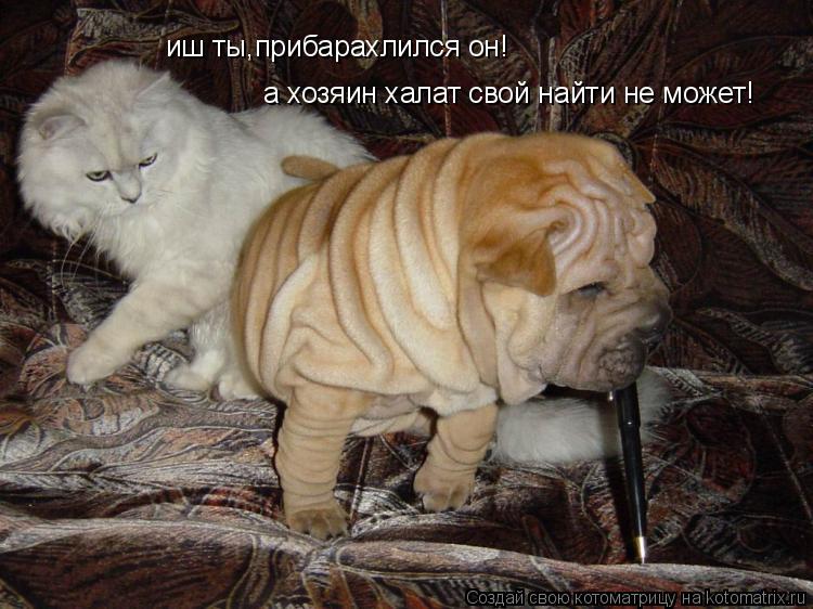 а хозяин халат свой найти не может! иш ты,прибарахлился он!... Котоматрица: а хозяин халат свой найти не может! иш ты,прибарахлился он!