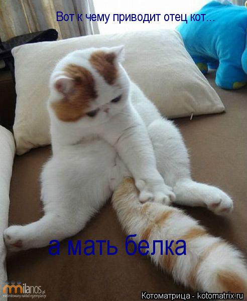 Вот к чему приводит отец кот... а мать белка... Котоматрица: Вот к чему приводит отец кот... а мать белка