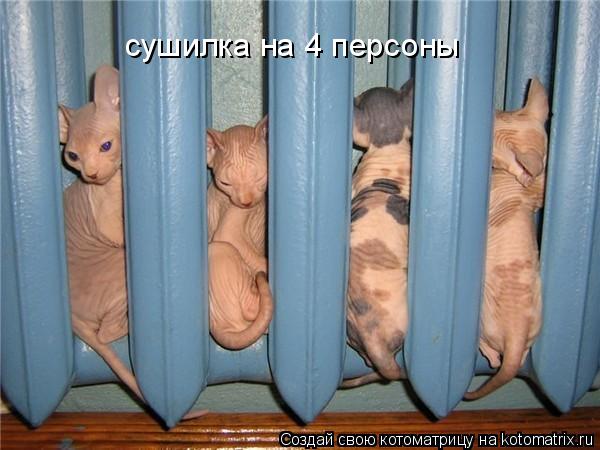 Котоматрица: сушилка на 4 персоны
