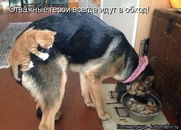 Котоматрица: Отважные герои всегда идут в обход!