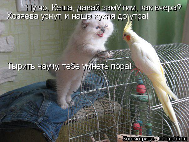 Ну чо, Кеша, давай замУтим, как вчера? Хозяева уснут, и наша кухня до утра! Тырить научу, тебе умнеть... Котоматрица: Ну чо, Кеша, давай замУтим, как вчера? Хозяева уснут, и наша кухня до утра! Тырить научу, тебе умнеть пора!