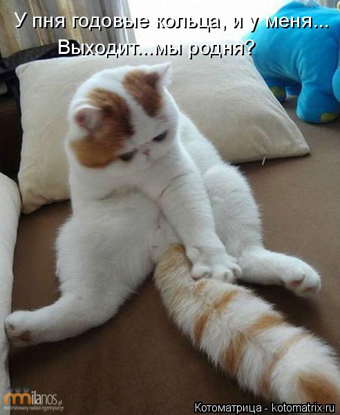 У пня годовые кольца, и у меня... Выходит...мы родня?... Котоматрица: У пня годовые кольца, и у меня... Выходит...мы родня?