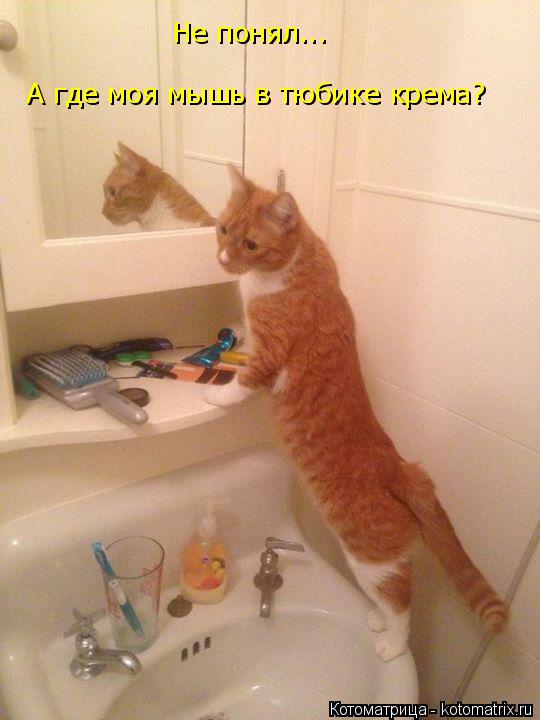 Котоматрица: Не понял... А где моя мышь в тюбике крема?