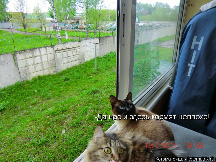 -Да нас и здесь кормят неплохо!... Котоматрица: -Да нас и здесь кормят неплохо!