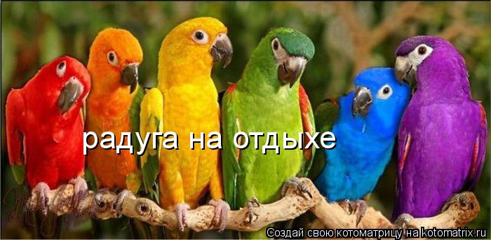 радуга на отдыхе... Котоматрица: радуга на отдыхе