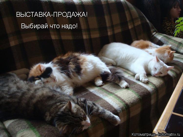 Котоматрица: ВЫСТАВКА-ПРОДАЖА! Выбирай что надо!