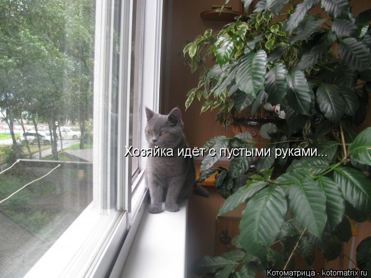 Котоматрица: Хозяйка идёт с пустыми руками...