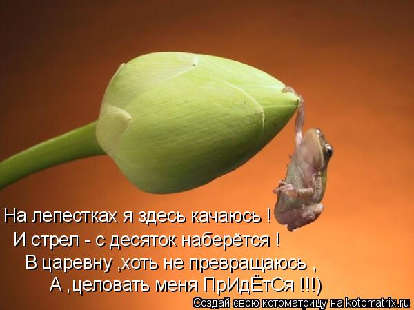 Котоматрица: На лепестках я здесь качаюсь ! И стрел - с десяток наберётся ! В царевну ,хоть не превращаюсь , А ,целовать меня ПрИдЁтСя !!!)