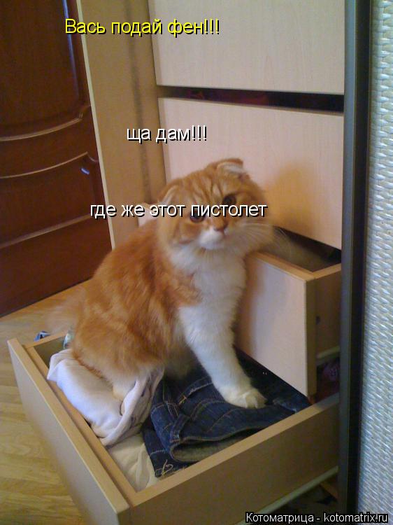 Котоматрица: Вась подай фен!!! ща дам!!! где же этот пистолет