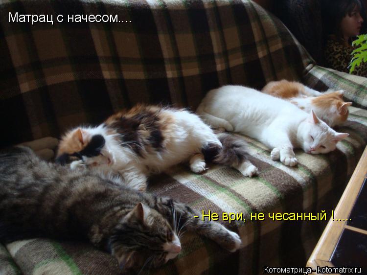 Матрац с начесом.... - Не ври, не чесанный !........ Котоматрица: Матрац с начесом.... - Не ври, не чесанный !.....