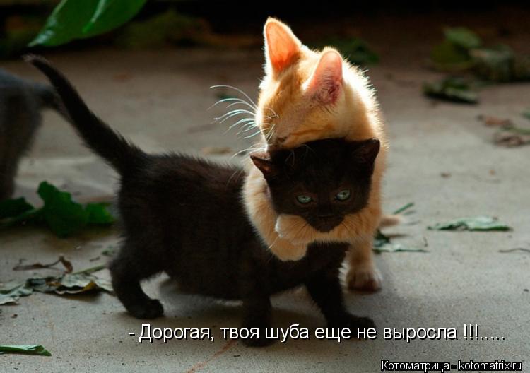 - Дорогая, твоя шуба еще не выросла !!!........ Котоматрица: - Дорогая, твоя шуба еще не выросла !!!.....