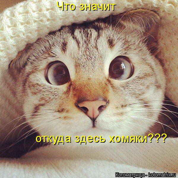 Котоматрица: Что значит откуда здесь хомяки???