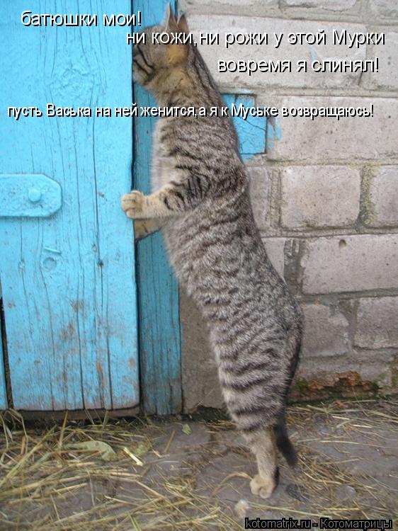 батюшки мои! ни кожи,ни рожи у этой Мурки вовремя я слинял! пусть Васька на ней женится,а я к Муське ... Котоматрица: батюшки мои! ни кожи,ни рожи у этой Мурки вовремя я слинял! пусть Васька на ней женится,а я к Муське возвращаюсь!
