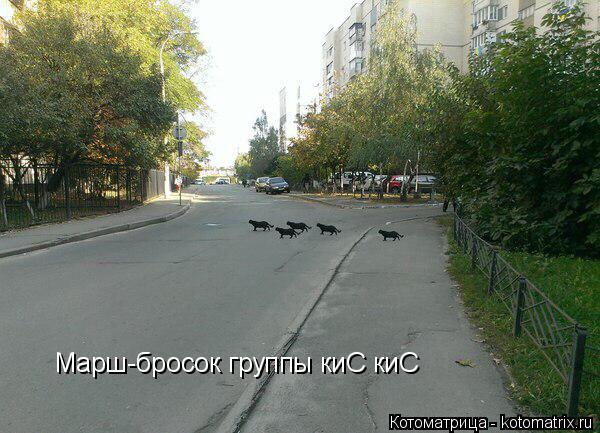 Котоматрица: Марш-бросок группы киС киС