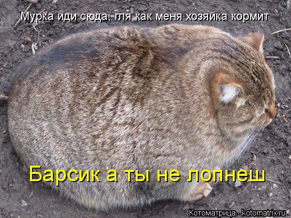Мурка иди сюда, гля как меня хозяйка кормит Барсик а ты не лопнеш... Котоматрица: Мурка иди сюда, гля как меня хозяйка кормит Барсик а ты не лопнеш
