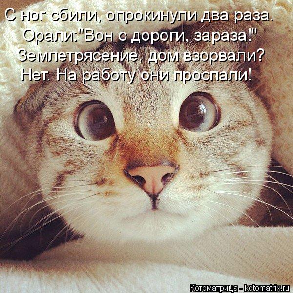 Котоматрица: С ног сбили, опрокинули два раза. Орали:"Вон с дороги, зараза!" Землетрясение, дом взорвали? Нет. На работу они проспали!