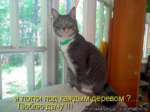Котоматрица: ... и лотки под каждым деревом ?.... Люблю дачу !!!