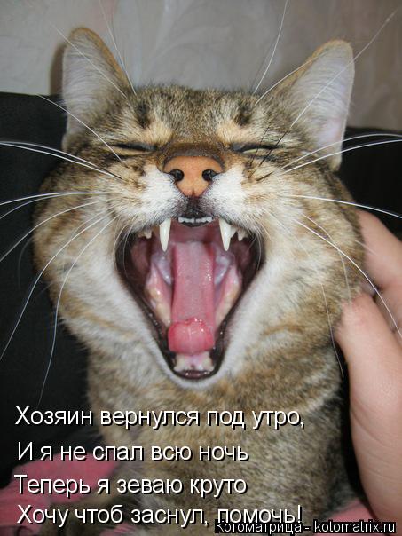 Котоматрица: Хозяин вернулся под утро, И я не спал всю ночь Теперь я зеваю круто Хочу чтоб заснул, помочь!