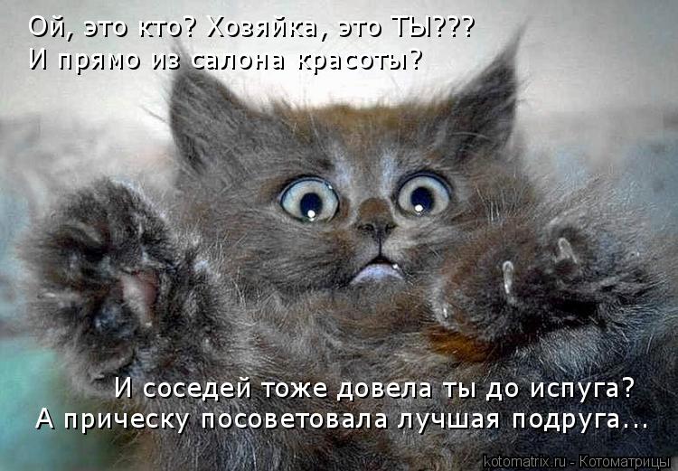 Ой, это кто? Хозяйка, это ТЫ??? И прямо из салона красоты? И соседей тоже довела ты до испуга? А прич... Котоматрица: Ой, это кто? Хозяйка, это ТЫ??? И прямо из салона красоты? И соседей тоже довела ты до испуга? А прическу посоветовала лучшая подруга...