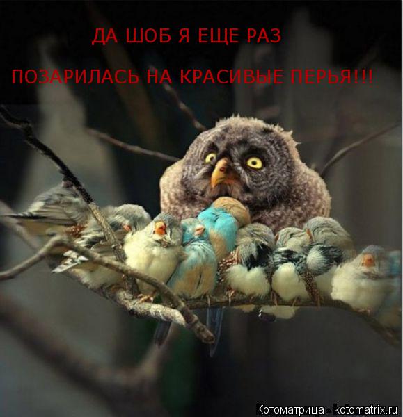 Котоматрица: ДА ШОБ Я ЕЩЕ РАЗ  ПОЗАРИЛАСЬ НА КРАСИВЫЕ ПЕРЬЯ!!!
