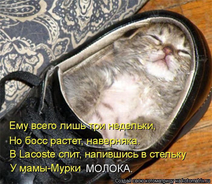 Ему всего лишь три недельки, В Lacoste спит, напившись в стельку У мамы-Мурки МОЛОКА. Но босс растет... Котоматрица: Ему всего лишь три недельки, В Lacoste спит, напившись в стельку У мамы-Мурки МОЛОКА. Но босс растет, наверняка.