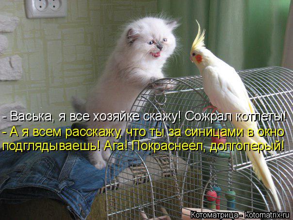 - Васька, я все хозяйке скажу! Сожрал котлеты! - А я всем расскажу, что ты за синицами в окно подгляд... Котоматрица: - Васька, я все хозяйке скажу! Сожрал котлеты! - А я всем расскажу, что ты за синицами в окно подглядываешь! Ага! Покраснеел, долгоперый!