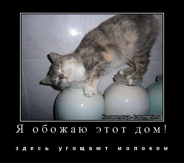 Я обожаю этот дом! з д е с ь у г о щ а ю т м о л о к о м... Котоматрица: Я обожаю этот дом! з д е с ь у г о щ а ю т м о л о к о м