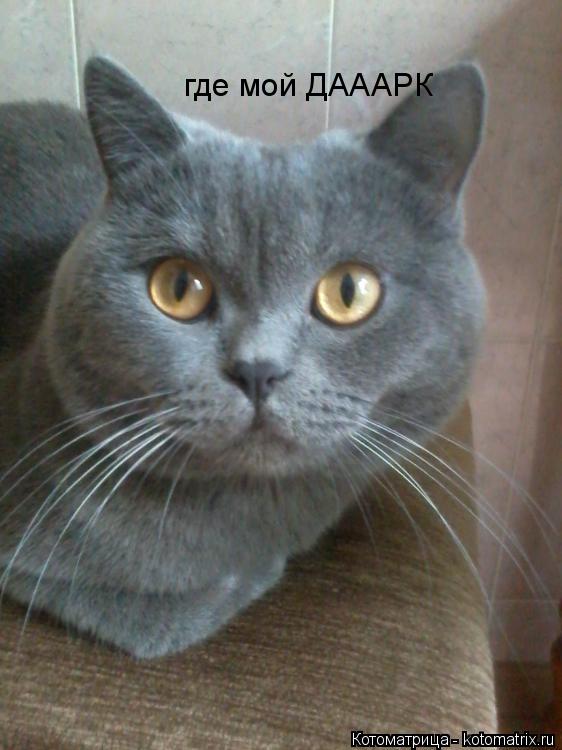 Котоматрица: где мой ДАААРК