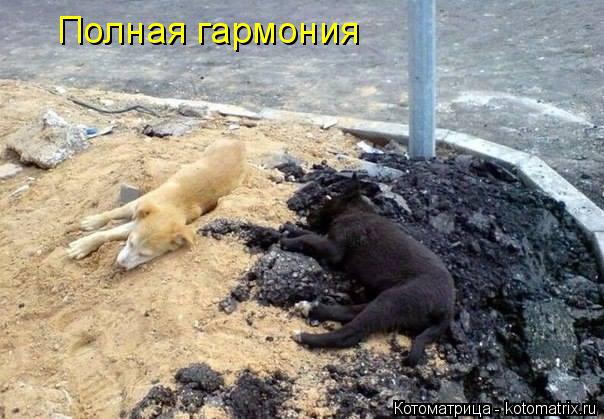 Котоматрица: Полная гармония