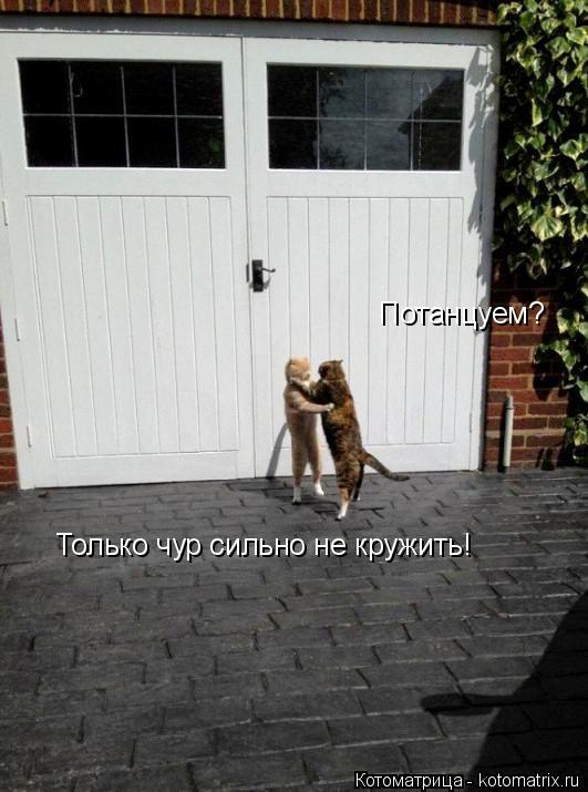 Потанцуем? Только чур сильно не кружить!... Котоматрица: Потанцуем? Только чур сильно не кружить!