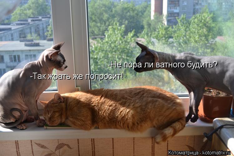 Котоматрица: -Не пора ли ватного будить? -Так жрать же попросит!