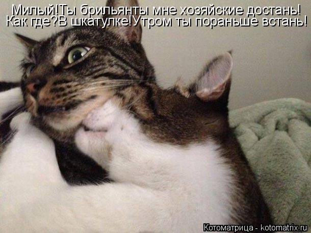 Котоматрица: Милый!Ты брильянты мне хозяйские достань! Как где?В шкатулке!Утром ты пораньше встань!