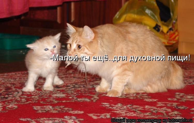 Котоматрица: -Малой ты ещё..для духовной пищи!