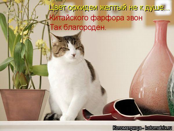 Так благороден. Китайского фарфора звон Цвет орхидеи желтый не к душе...... Котоматрица: Так благороден. Китайского фарфора звон Цвет орхидеи желтый не к душе...