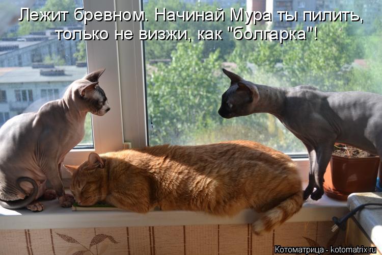 Лежит бревном. Начинай Мура ты пилить, только не визжи, как "болгарка"!... Котоматрица: Лежит бревном. Начинай Мура ты пилить, только не визжи, как "болгарка"!