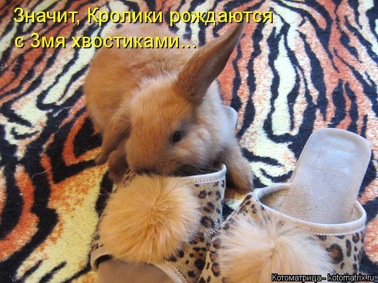 Котоматрица: Значит, Кролики рождаются  с 3мя хвостиками...