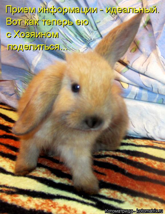 Котоматрица: Прием информации - идеальный. Вот как теперь ею  с Хозяином поделиться...