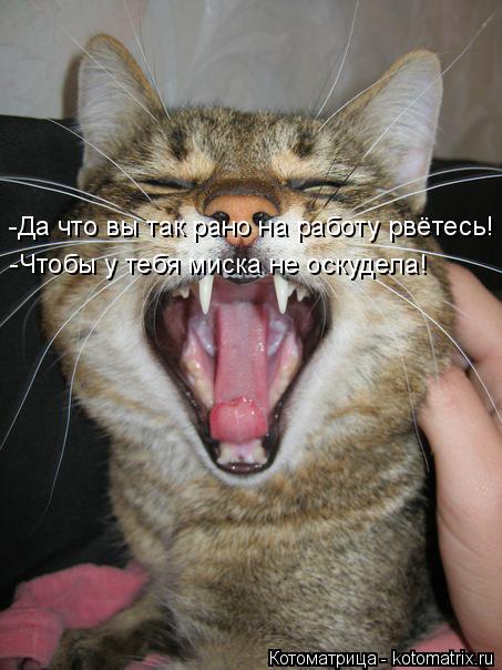 Котоматрица: -Да что вы так рано на работу рвётесь! -Чтобы у тебя миска не оскудела!