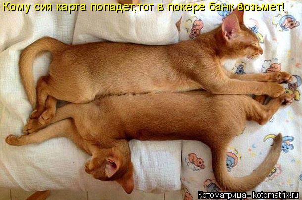 Котоматрица: Кому сия карта попадет,тот в покере банк возьмет!