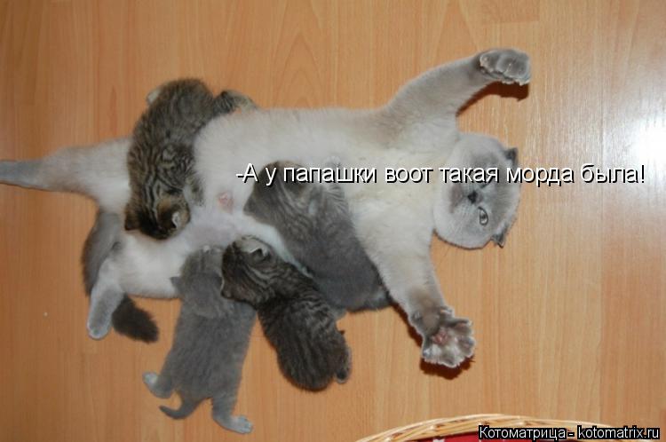 Котоматрица: -А у папашки воот такая морда была!