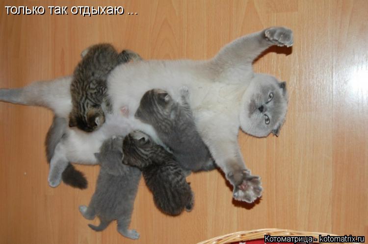 Котоматрица: только так отдыхаю ...