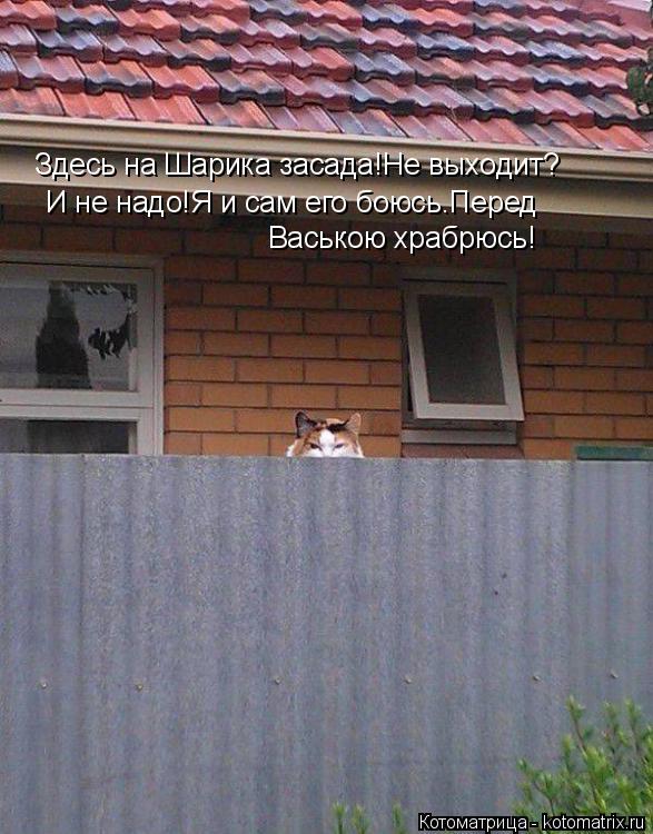 Котоматрица: Здесь на Шарика засада!Не выходит? И не надо!Я и сам его боюсь.Перед  Ваською храбрюсь!