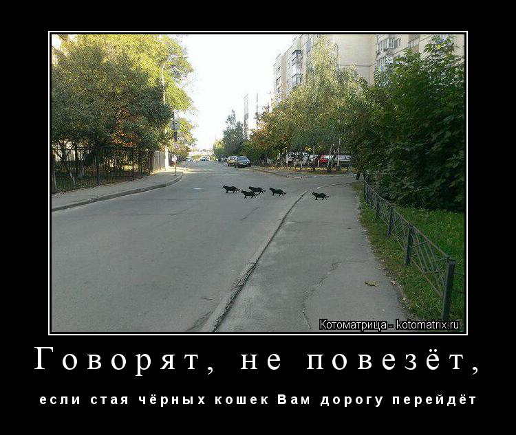 Котоматрица: Говорят, не повезёт, е с л и   с т а я   ч ё р н ы х   к о ш е к   В а м   д о р о г у   п е р е й д ё т