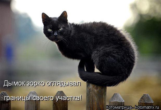 Дымок зорко оглядывал границы своего участка!... Котоматрица: Дымок зорко оглядывал границы своего участка!