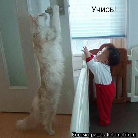 Учись!... Котоматрица: Учись!