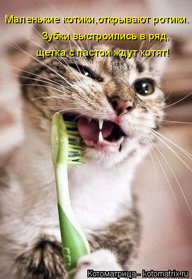 Маленькие котики,открывают ротики. Зубки выстроились в ряд, щетка с пастой ждут котят!... Котоматрица: Маленькие котики,открывают ротики. Зубки выстроились в ряд, щетка с пастой ждут котят!
