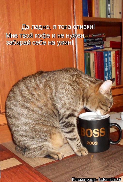Да ладно, я тока сливки! Мне твой кофе и не нужен, забирай себе на ужин!... Котоматрица: Да ладно, я тока сливки! Мне твой кофе и не нужен, забирай себе на ужин!