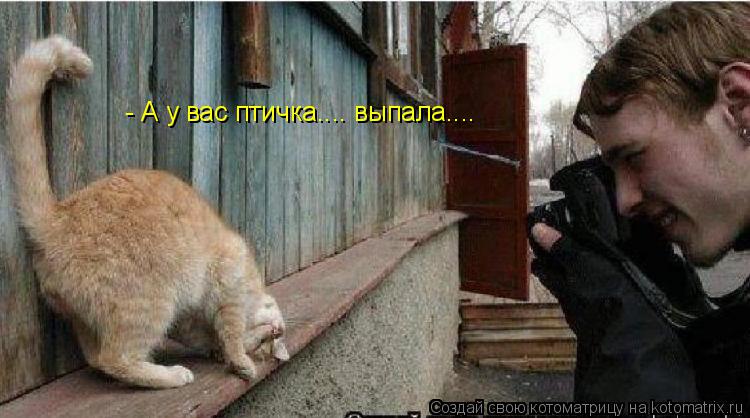 - А у вас птичка.... выпала....... Котоматрица: - А у вас птичка.... выпала....